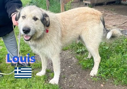 Louis und Luben, 04/22 - ruhige Wuschelköpfe auf der Suche nach ihren Familien