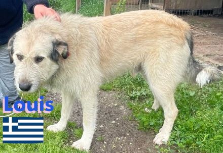 Louis und Luben, 04/22 - ruhige Wuschelköpfe auf der Suche nach ihren Familien