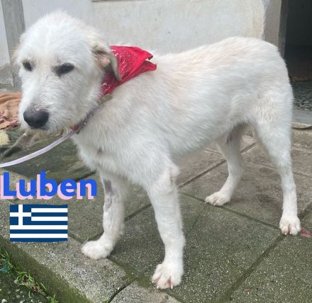 Louis und Luben, 04/22 - ruhige Wuschelköpfe auf der Suche nach ihren Familien