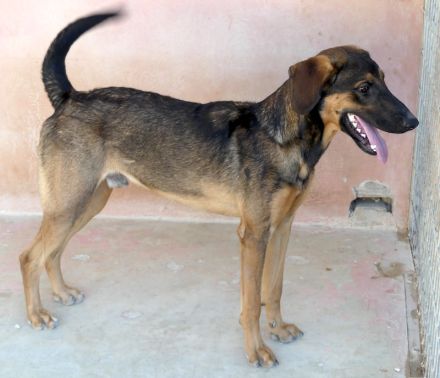 Kiss und Kovo, Mischlinge