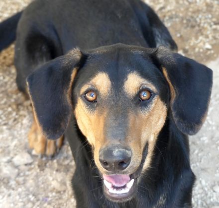 Kiss und Kovo, Mischlinge