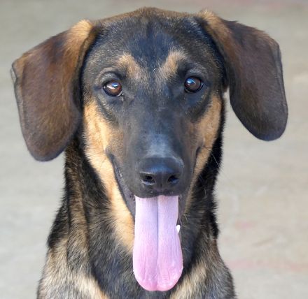 Kiss und Kovo, Mischlinge