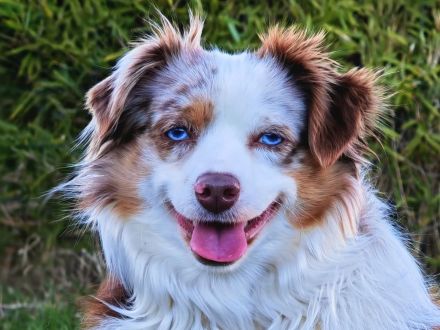 Mini Australian Shepherd Deckrüde, Red Merle