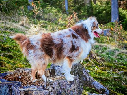 Mini Australian Shepherd Deckrüde, Red Merle