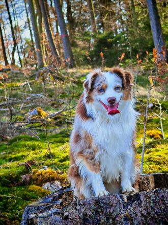 Mini Australian Shepherd Deckrüde, Red Merle
