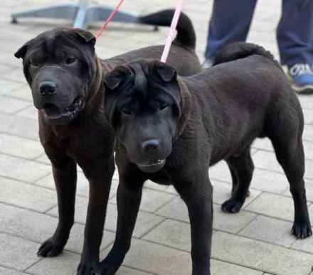 Sharpei  Rückzüchttung