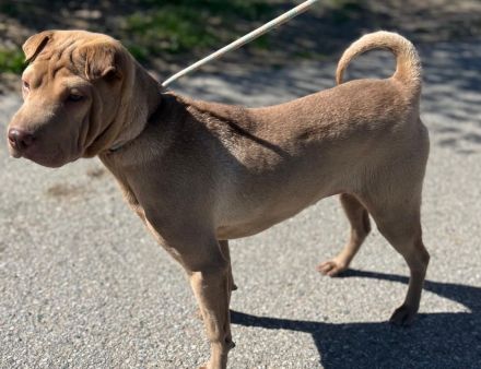Sharpei  Rückzüchttung