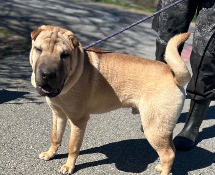 Sharpei  Rückzüchttung