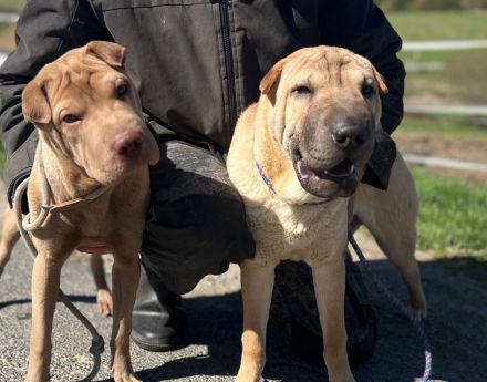 Sharpei  Rückzüchttung