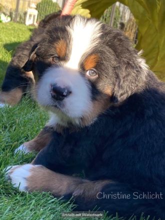 Berner Sennenhund Deckrüde
