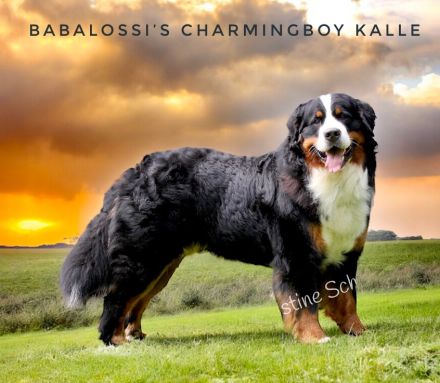 Berner Sennenhund Deckrüde