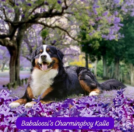 Berner Sennenhund Deckrüde