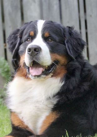 Berner Sennenhund Deckrüde