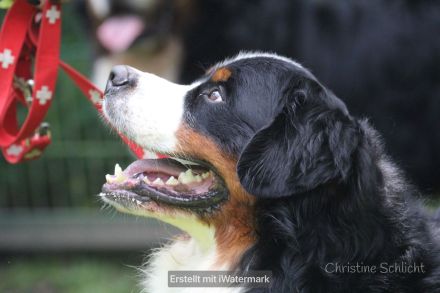 Berner Sennenhund Deckrüde