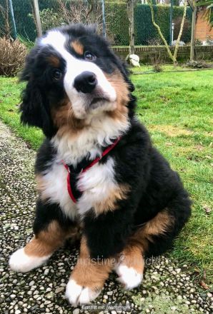 Berner Sennenhund Deckrüde
