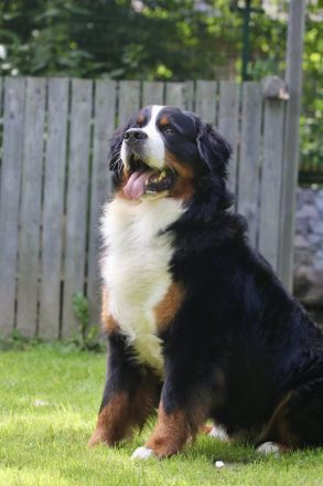 Berner Sennenhund Deckrüde