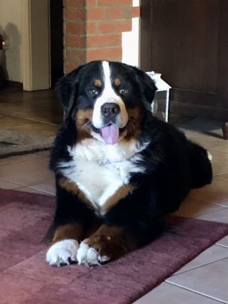 Berner Sennenhund Deckrüde
