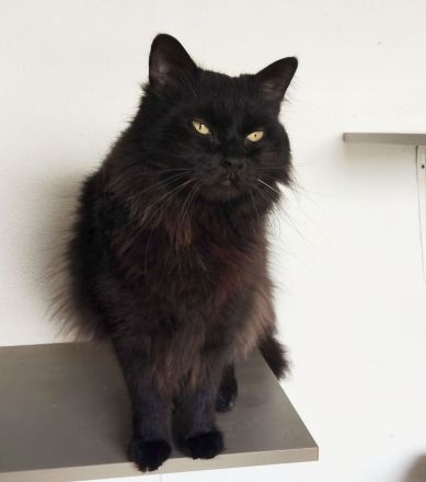 Norweger Cain wartet in Berlin auf ein Zuhause - eilt sehr!