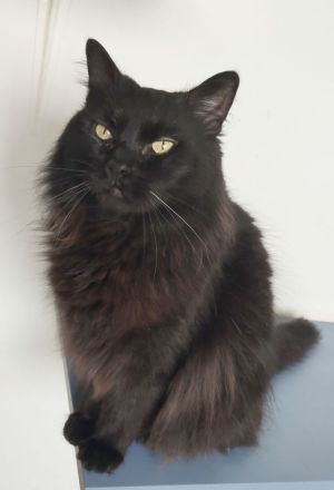 Norweger Cain wartet in Berlin auf ein Zuhause - eilt sehr!