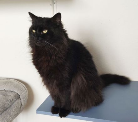 Norweger Cain wartet in Berlin auf ein Zuhause - eilt sehr!