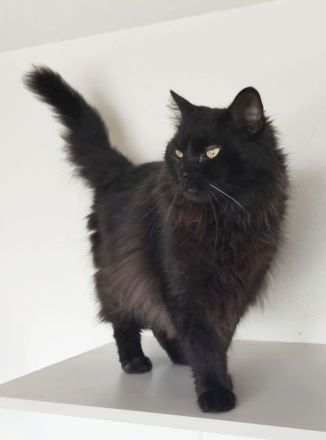 Norweger Cain wartet in Berlin auf ein Zuhause - eilt sehr!