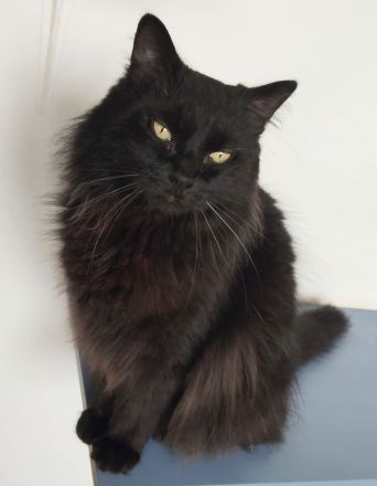 Norweger Cain wartet in Berlin auf ein Zuhause - eilt sehr!