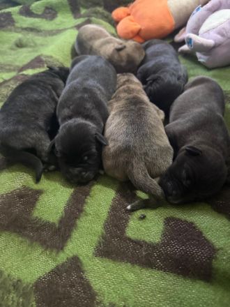 Kleine amerikanische Bulldoggen /Malinois Mix Welpen suchen ein Zuhause