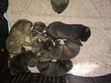 Kleine amerikanische Bulldoggen /Malinois Mix Welpen suchen ein Zuhause