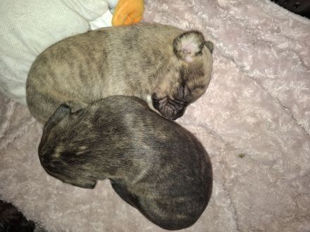 Kleine amerikanische Bulldoggen /Malinois Mix Welpen suchen ein Zuhause