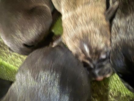 Kleine amerikanische Bulldoggen /Malinois Mix Welpen suchen ein Zuhause