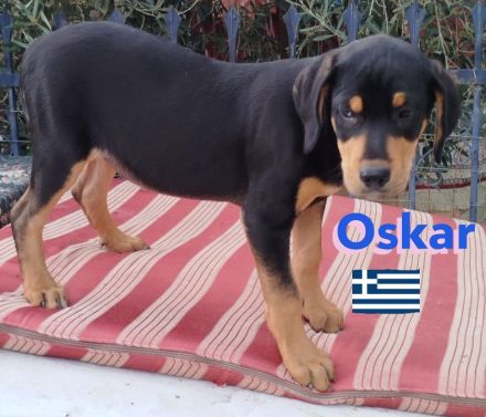 Oskar, Olga, Olive und Otto 01/25 - süße Brackenbabys suchen ihre Familien