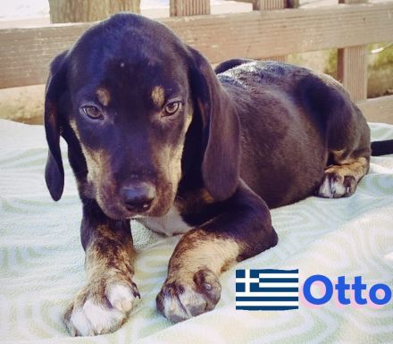 Oskar, Olga, Olive und Otto 01/25 - süße Brackenbabys suchen ihre Familien