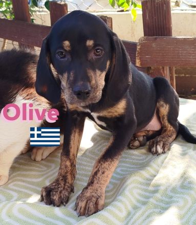 Oskar, Olga, Olive und Otto 01/25 - süße Brackenbabys suchen ihre Familien