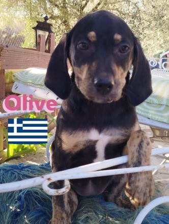 Oskar, Olga, Olive und Otto 01/25 - süße Brackenbabys suchen ihre Familien