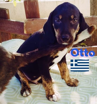 Oskar, Olga, Olive und Otto 01/25 - süße Brackenbabys suchen ihre Familien