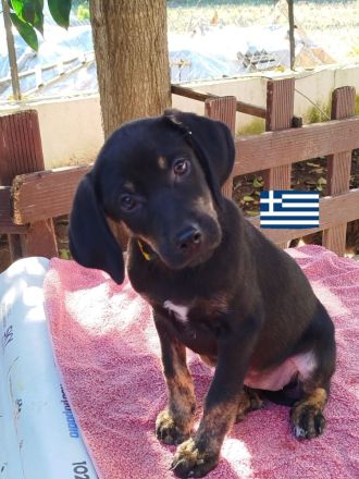 Oskar, Olga, Olive und Otto 01/25 - süße Brackenbabys suchen ihre Familien