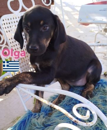 Oskar, Olga, Olive und Otto 01/25 - süße Brackenbabys suchen ihre Familien