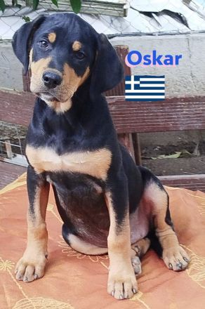 Oskar, Olga, Olive und Otto 01/25 - süße Brackenbabys suchen ihre Familien