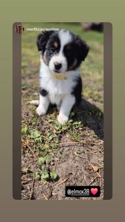 Australian Shepherd Welpen – Abgabe ab dem 28.05.2025