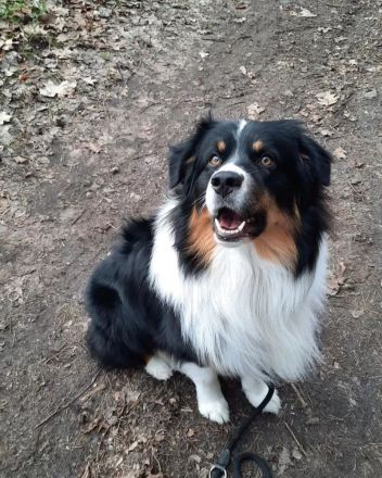 Australian Shepherd Welpen – Abgabe ab dem 28.05.2025