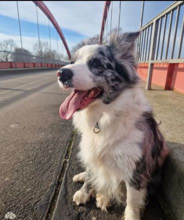 Australian Shepherd Welpen – Abgabe ab dem 28.05.2025