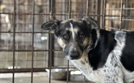 Sanfte Kyra sucht ein glückliches Leben