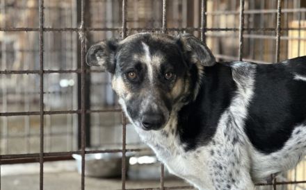 Sanfte Kyra sucht ein glückliches Leben