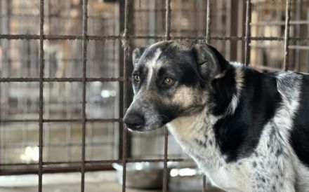 Sanfte Kyra sucht ein glückliches Leben