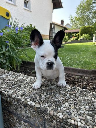 1 Französische Bulldoggen Welpe