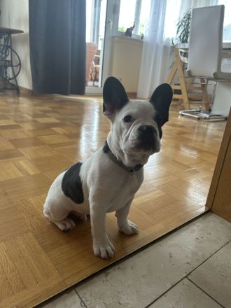 1 Französische Bulldoggen Welpe