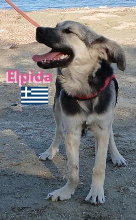 Elpida, 12/24 - kleiner Wirbelwind sucht Familie