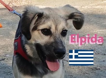 Elpida, 12/24 - kleiner Wirbelwind sucht Familie
