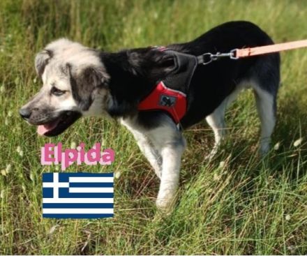Elpida, 12/24 - kleiner Wirbelwind sucht Familie