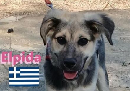 Elpida, 12/24 - kleiner Wirbelwind sucht Familie